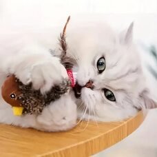 Інтерактивна іграшка пташка на пульті управління для кішок LY-867 (205)